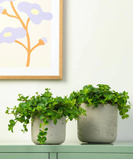 Peperomia Hanging Rotundifolia