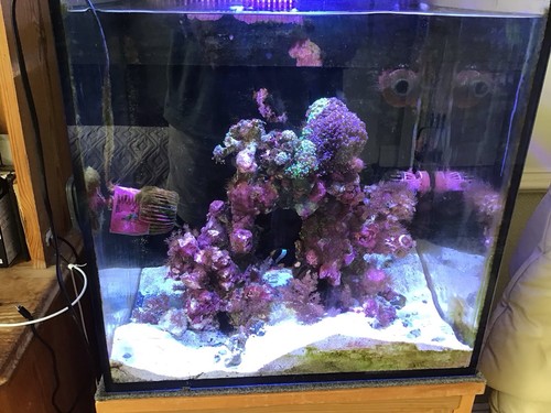 Red sea nano - sea, aquarium