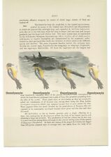 Saw-Fish, Animal Book Illustration (Print), c1916