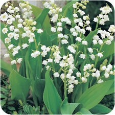 Convallaria Majalis 'Lily of the Valley' Jumbo Planting Pips x 5