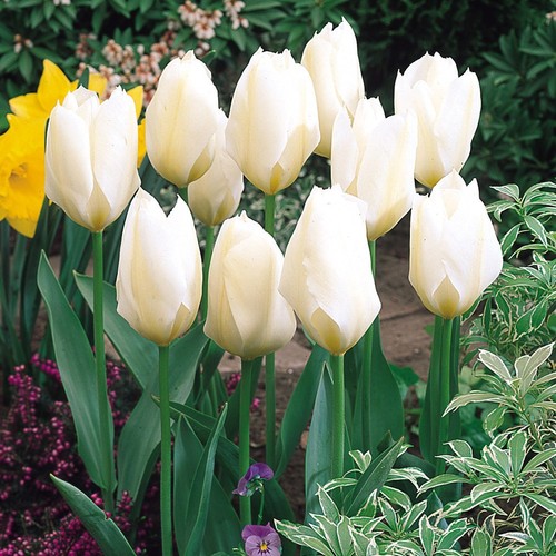 White emperor tulips - white,
