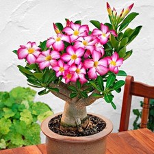 Desert Rose (Adenium Obesum) – Rare Pink Flowering Indoor Plant, 6cm Pot
