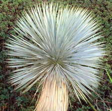 Rostrated Yucca | Beaked Yucca | Big Bend Yucca - - Yucca Bird’s Beak | Yucc