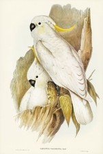 Crested Cockatoo,  John Gould Vintage Bird Wall Art Print Picture Poster A3 A4