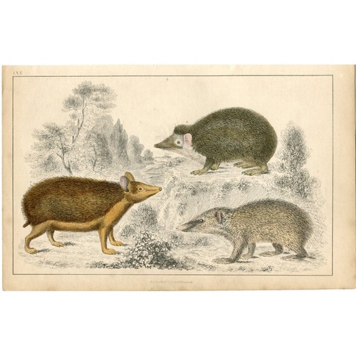 1850 hedgehog and - and, tenrec