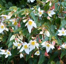 Begonia Summerwings White