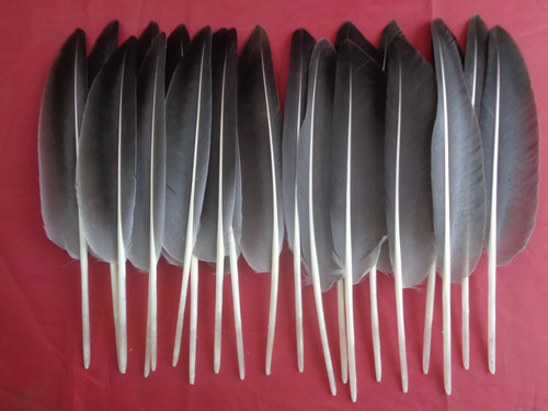 Grey goose wing quill - goose,