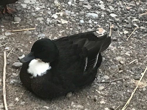 Call duck - ,