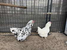 (6) Large Fowl Ermine