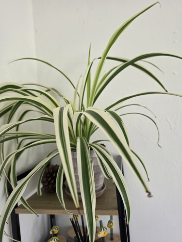 Variegated spider plant - spider,