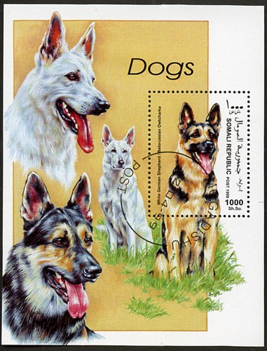 German shepherd dog alsatian - german,