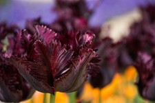 Premium Autumn Planting Tulip Bulbs Early to Late Spring Flowers Choose Variety