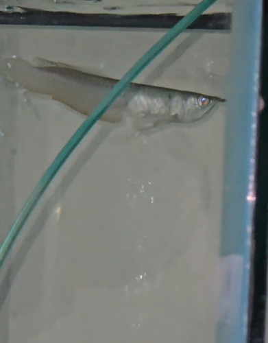 Silver arowana - silver, 5/6"