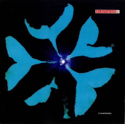 The darling buds crawdaddy - -,
