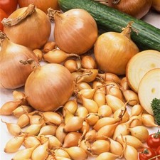 Onion Sets ,STURON Onions