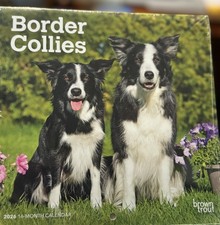 Border collie dog  calendar