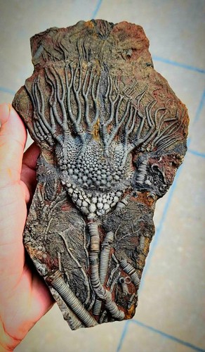 Crinoid fossil plate the - crinoid,