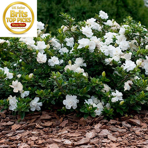 Gardenia jasminoides crown - gardenia, 'crown