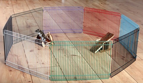Indoor coloured hamster - indoor, gerbil