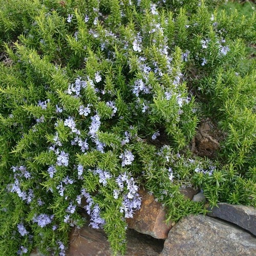 Rosemary prostratus - rosemary, –