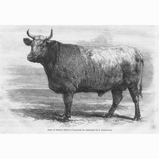 DURHAM CHAROLAIS Prize Cattle - Antique Print 1863