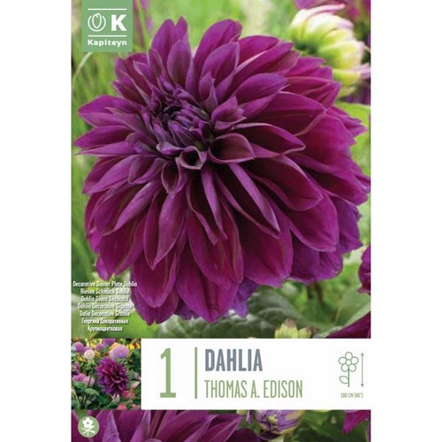 Decorative dahlia thomas - dahlia,