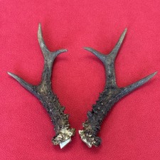 PAIR OF ROE DEER ANTLERS , 220g. aprox. 23/24cm.