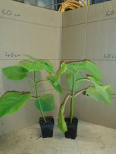 Paulownia tomentosa (foxglove