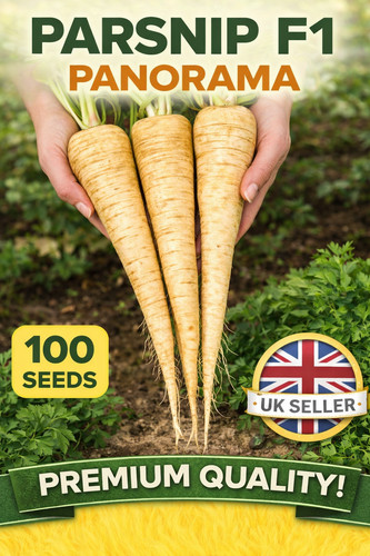 Parsnip panorama seeds 100 - parsnip, f1