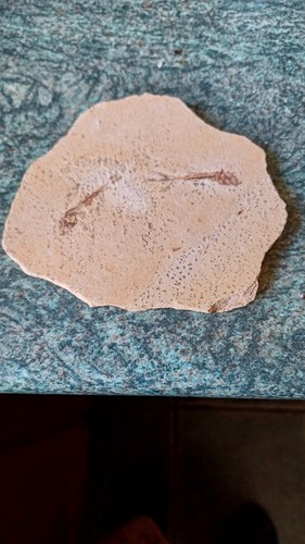 Fossil fish specimen - fossil,