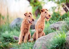 IRISH TERRIER TWO DOGS