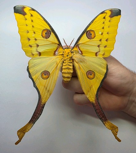 Huge argema mittrie female - huge, mittrie.