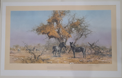 David shepherd zebras and - shepherd,