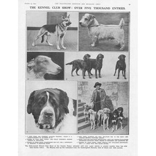 DOGS The Kennel club Show at