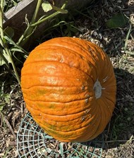 Pumpkin Jack O’Lantern 25