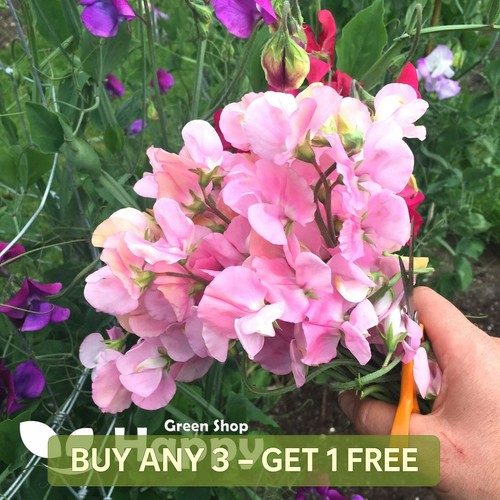 Sweet pea nellie - sweet, 15