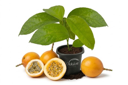 Giant granadilla passion fruit - giant,