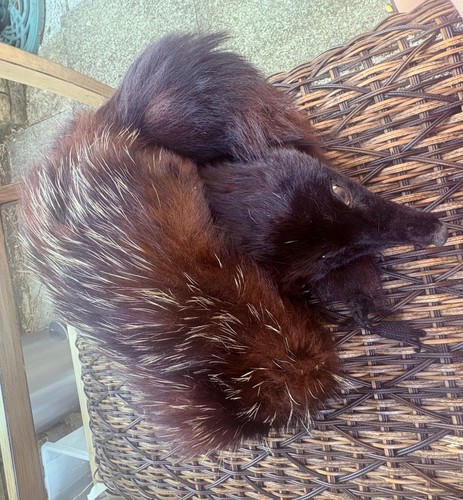 Vintage real fox stole wrap