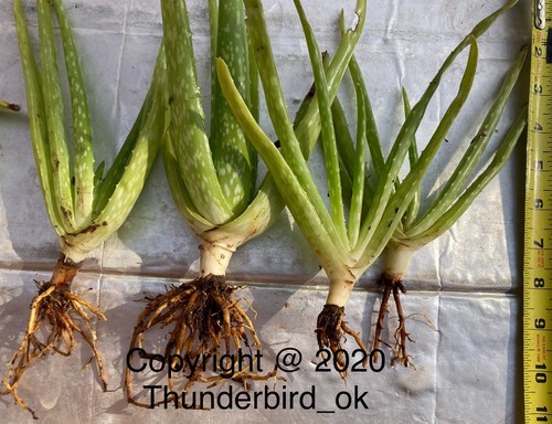 Aloe vera live organically - aloe,