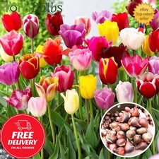 Tulip Bulbs 30 mixed 'TRIUMPH
