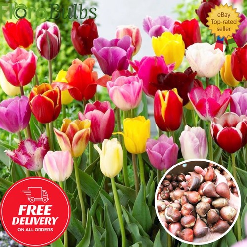 Tulip bulbs mixed - bulbs, 'triumph