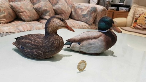 New pair mallard - pair, ducks