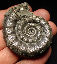 Perfect pyrite Eteoderoceras