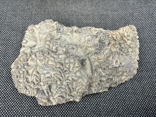 Rare silurian seabed fossil - rare,