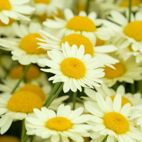 Anthemis buxton yellow - e.c,