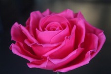 LARGE Handmade Edible Sugar