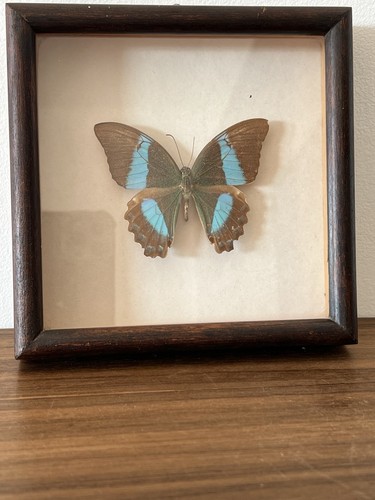 Vintage framed taxidermy - vintage,