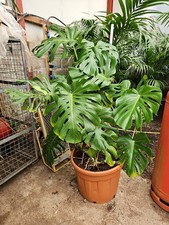 5ft Monstera Cheese Plant Premium Quality Height 5ft X 4ft Wide 