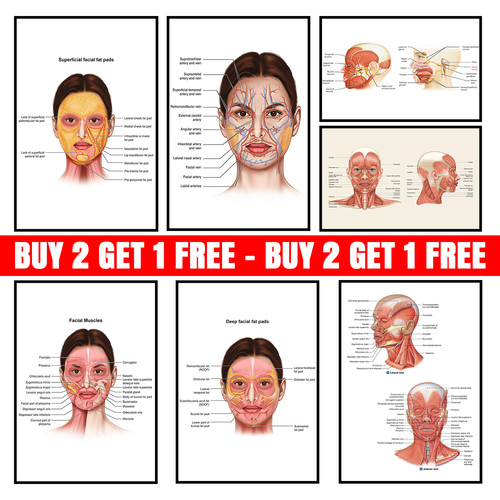 Face anatomy facial fatpad - facial,