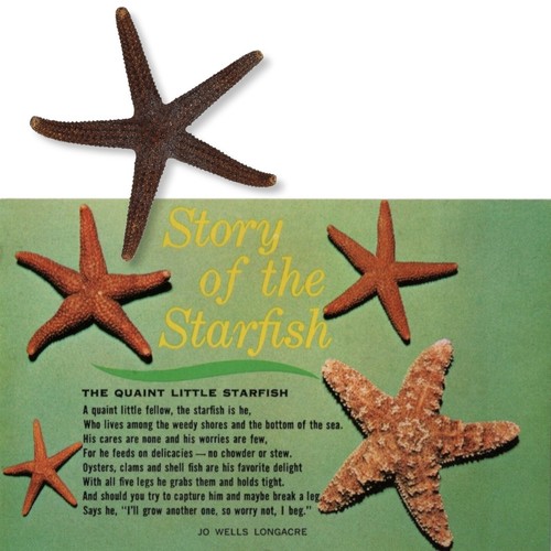 Real dried starfish 1976 - starfish,